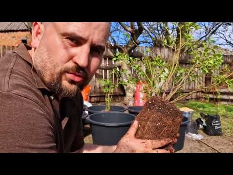 Видео: посадка голубики в тазы! какой грунт и добавки?