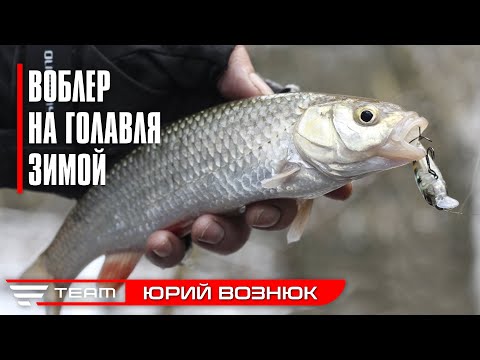 Видео: Крупный ГОЛАВЛЬ и ОКУНЬ зимой на спиннинг. Favorite Team