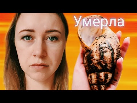 Видео: МНЕ ЖАЛЬ, НО ОНА ВСЁ-ТАКИ УМЕРЛА😔