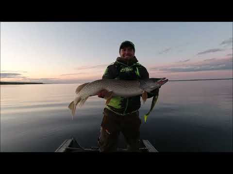 Видео: Мой рыболовный ящик. Giant Pig Shad всегда в нем!