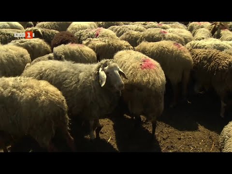 Видео: Само за 9 месеца една изгоряла ферма се изпълни с живот, "Бразди" - 03.05.2025