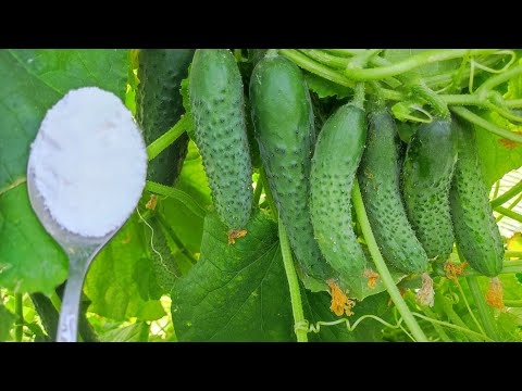 Видео: 1 ЛОЖКА под ОГУРЦЫ в АВГУСТЕ и даже слабые и чахлые сразу обильно заплодоносят до заморозков