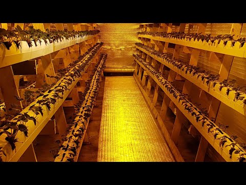 Видео: // КЛУБНИКА ТАЙМПЛАПС // Стерлядь подросла