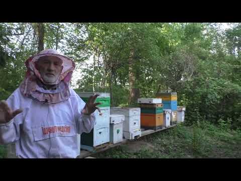 Видео: качественных пчелиных маток вывести самому