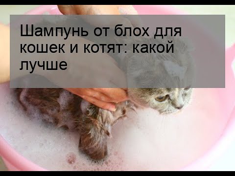 Видео: Шампунь от блох для кошек и котят: какой лучше