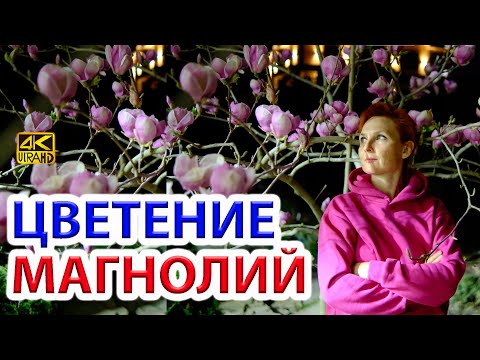 Видео: Магнолии нашего сада
