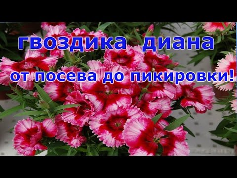 Видео: Гвоздика Диана! от посева до пикировки в стаканы.