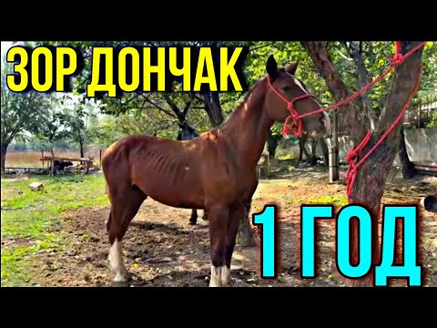 Видео: СТАРОТИПНЫЙ ДОНЧАК 1 ЖАШ 🤯 #байтв