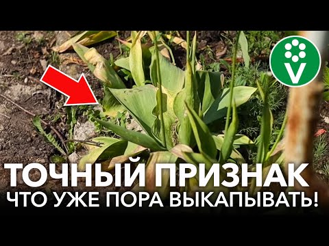 Видео: ТЮЛЬПАНЫ ОТЦВЕЛИ, ЧТО ДЕЛАТЬ ДАЛЬШЕ? Вот точный признак, что тюльпаны пора выкапывать!