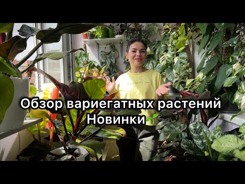 Видео: Обзор вариегатных растений и не только 😉Новинки в коллекции 🌱