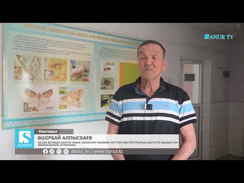 Видео: 25.06.2025. МАҚТААРАЛ АУДАНЫ.  МАҚТА ЗИЯНКЕСТЕРІ ҚАУІПТІ