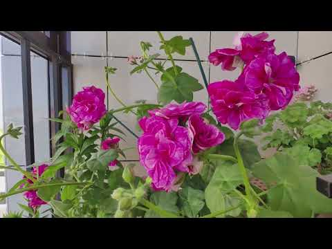 Видео: середина мая. цветём.