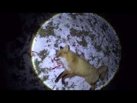 Видео: Охота на лису на приваде 2024 2025, крупный лисовин.