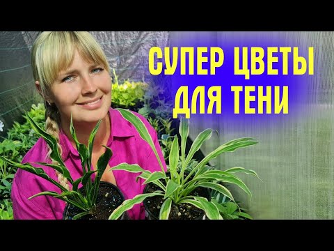 Видео: РАСТЁТ В ТЕНИ и БЕЗ УХОДА! Обзор РАЗНЫХ СОРТОВ ХОСТ, которые ВАС УДИВЯТ!