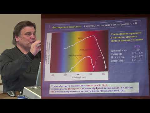 Видео: Носов А. М. - Физиология растений. Часть 2 - 3. Фоторецепция