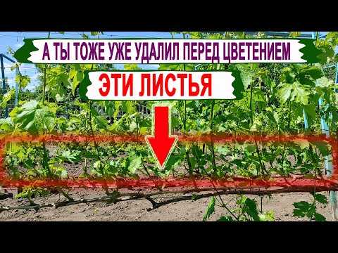 Видео: 🍇 Даже НЕ ДУМАЙТЕ удалять ЭТИ листья на винограде. Какой лист САМЫЙ ГЛАВНЫЙ на побеге?