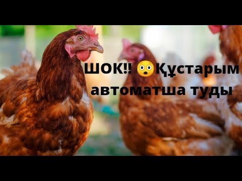 Видео: Менің құстарым 3 күнде неше жұмыртқа туды?? 🥚Мындай жұмыртқаны қай тауық туып жүр?