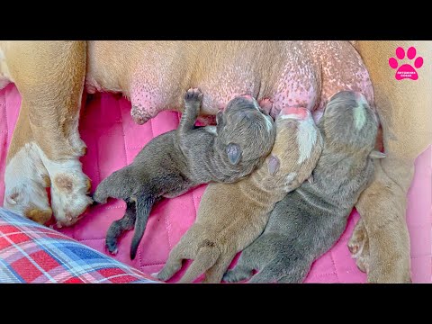 Видео: Что произошло в первые 72 часа жизни щенков? Насколько легко выращивать щенков Американского Булли?