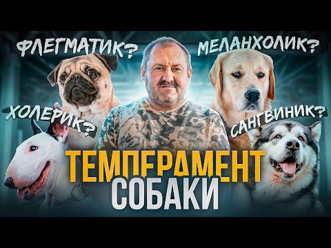 Видео: СОБАКА БРОСАЕТСЯ НА ЛЮДЕЙ? ЧТО ДЕЛАТЬ? ЛУЧШАЯ СОБАКА для семьи. Темперамент собаки.