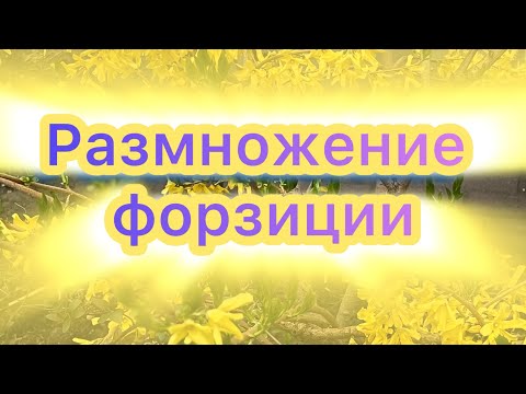 Видео: Размножение форзиции. Укоренила форзицию. #форзиция #цветы #черенкование