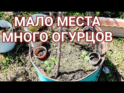 Видео: ОГУРЦЫ в бочке. Чем заполнить