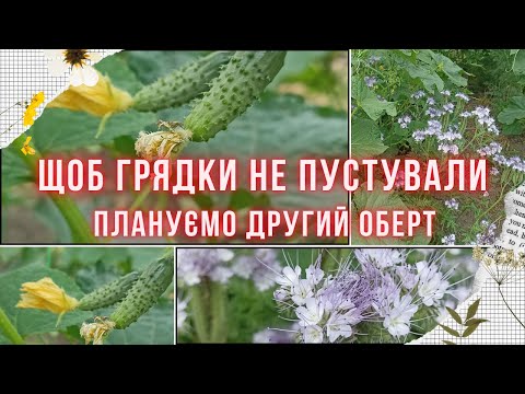 Видео: ЩО ПОСІЯТИ ВЛІТКУ? Які культури можна посіяти на звільнених грядках після часнику, цибулі та інших