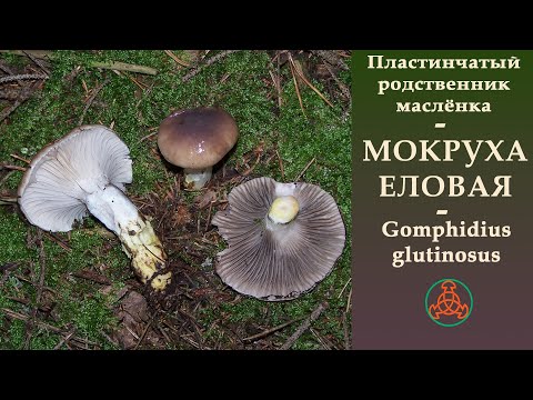 Видео: Пластинчатый родственник маслёнка - МОКРУХА ЕЛОВАЯ - Gomphidius glutinosus.