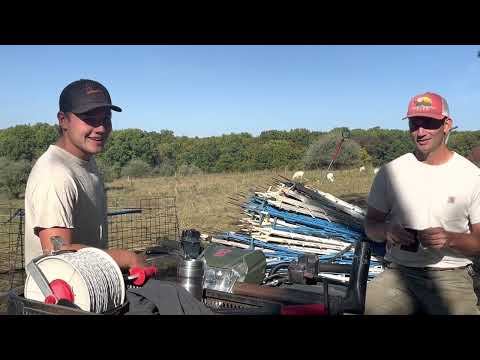 Видео: Почему мы пасем овец породы «крестовик» в Сент-Круа?