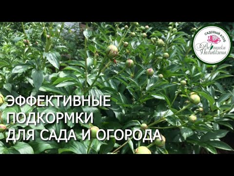 Видео: МОНО-КОМПОНЕНТЫ ОТ ОРГАНИК МИКС - СИЛЬНЫЕ ПРЕПАРАТЫ ДЛЯ ПОДДЕРЖАНИЯ РАСТЕНИЙ