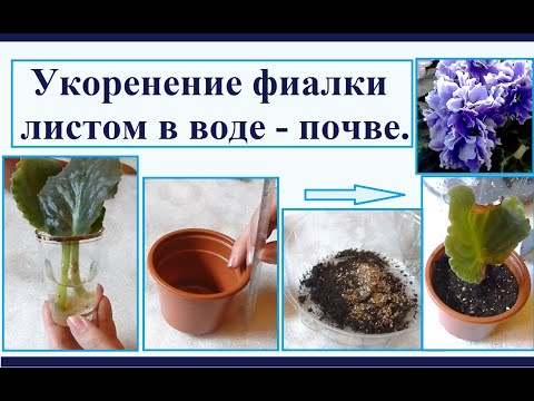Видео: Укоренение фиалки листом в воде: особенности и процесс посадки в почву.