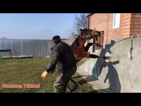 Видео: Первая Расчистка Копыт жеребенка Арифа Купил Инструменты Коваля.