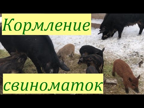 Видео: КОРМЛЕНИЕ СВИНОМАТОК