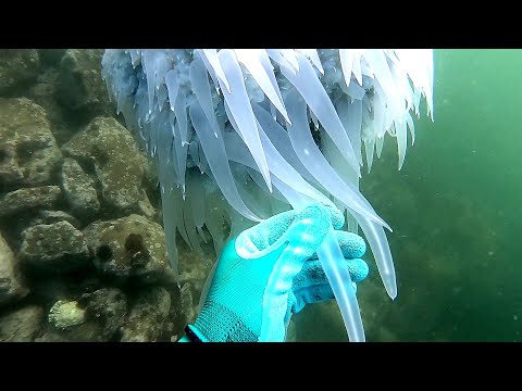 Видео: Морской гребешок в законе !