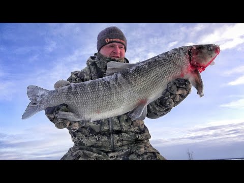 Видео: ПОДНЯЛИ КУЧУ ЧИРОВ! ПЕРВЫЙ ЛЕД И ПЕРВЫЙ СИГ! Зимняя рыбалка.