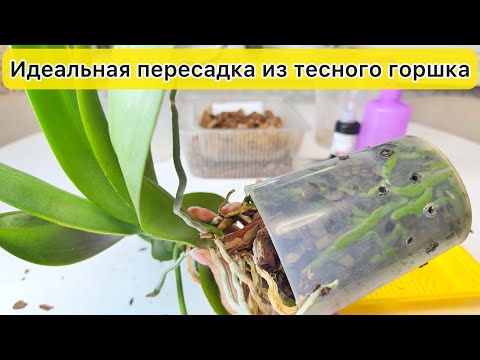 Видео: Идеальная ПЕРЕСАДКА орхидеи из тесного горшка в большой горшок для орхидей
