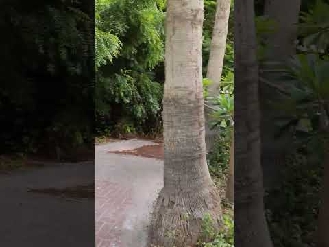 Видео: Ярославль#