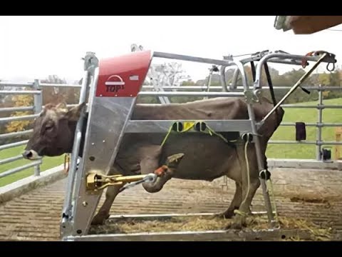 Видео: Лягается корова что делать как усмирить корову