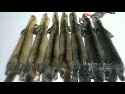 Видео: Как определить цвет соболя?
