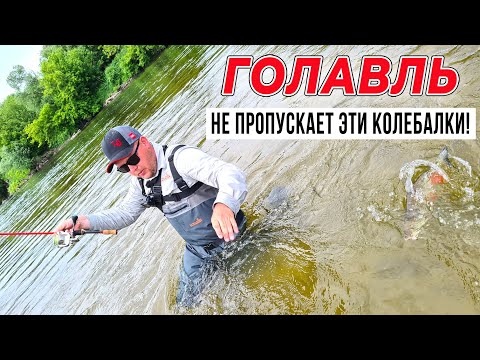 Видео: ГОЛАВЛЬ в ЧЕРНОЗЕМЬЕ - не пропускает колебалки мимо! / Часть #1