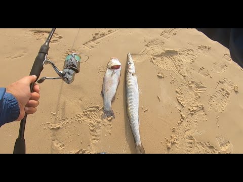 Видео: לברקים,ברקודה,לוקוס,סרגוס. Лавраки,баракуда,сарагус,локус.