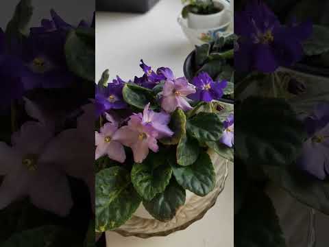 Видео: Как мои комнатные цветы 💐жили поживали в мое отсутствие 😊🌸🌿.