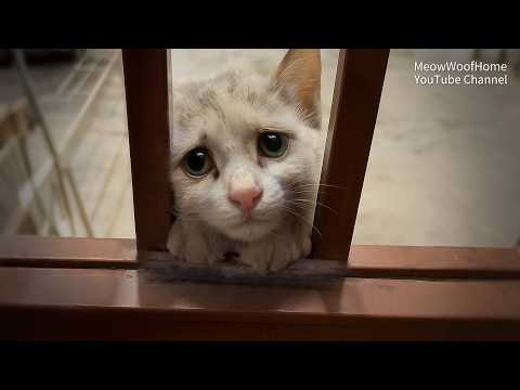 Видео: Грязная кошка царапала дверь за помощью, думали, беременна, итоги ветеринара огорчили