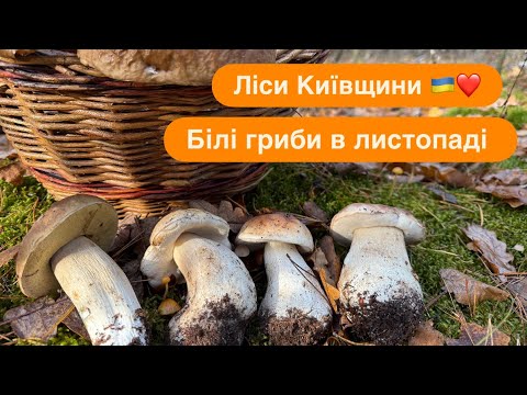 Видео: Білі гриби у листопаді. Ліси Вишгородського району. Село Запрудка.