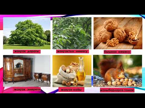 Видео: Кыргыз  тили 9-кл . Тема: Текст  менен  иштөө   ”Жаңгак”