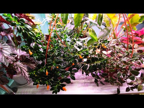 Видео: Ампельные растения 🌿/ Гипоцирта и Традесканция ♥️/ Уход и размножение