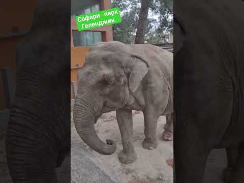 Видео: #Геленджик #сафарипарк