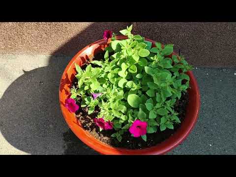 Видео: Прищипка петунии в июне. Не даю цвести. Формирую пышный куст. Удобрение по листу для роста побегов.