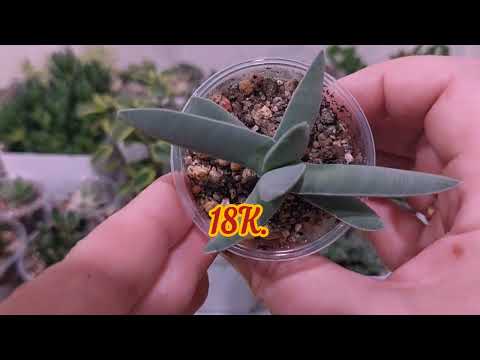 Видео: #мояколлекция ПРОДАЖА СУККУЛЕНТОВ | ИЗЛИШКИ МОИХ КРАССУЛ ●☆▪︎☆▪︎☆
