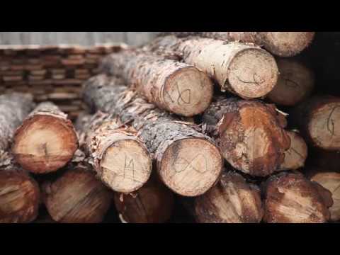 Видео: Как «черные лесорубы» таежный лес Бурятии в Китай продают - смотрите специальный репортаж на ОТР