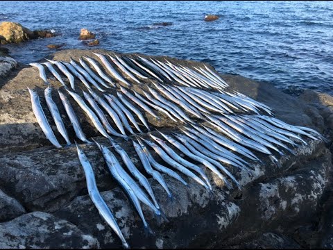 Видео: РИБА СЛЕД РИБА! БРУТАЛЕН РИБОЛОВ НА ЗАРГАН НА ДЖИГ ПРЕЗ АВГУСТ.